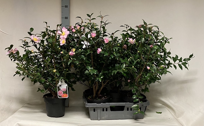 Camellia japonica 'Mathotiana Rosea'