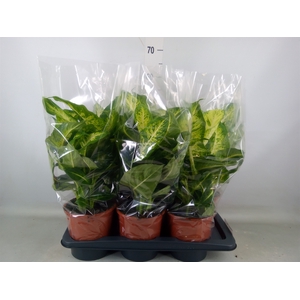 Dieffenbachia  'Mars'