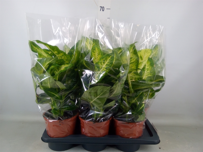 <h4>Dieffenbachia  'Mars'</h4>
