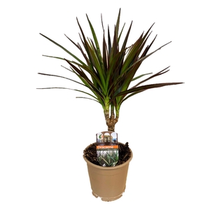 Dracaena marginata Magenta