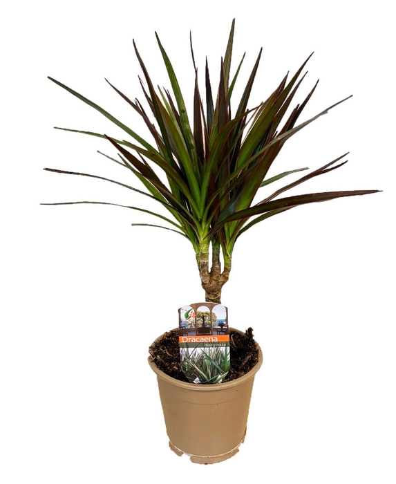<h4>Dracaena marginata Magenta</h4>