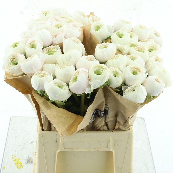 <h4>Ran Su Hanoi Extra (fr)</h4>