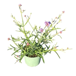 Verbena bonariensis