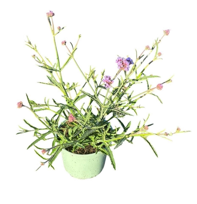 <h4>Verbena bonariensis</h4>