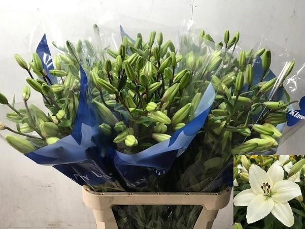 <h4>Li La Litouwen</h4>