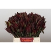 Leucadendron Saf Sunset Dark R.