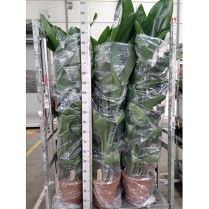 Strelitzia nicolai