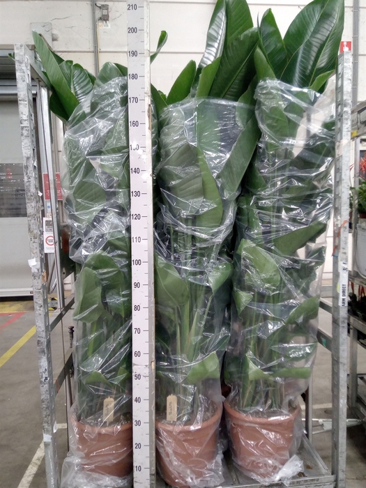 <h4>Strelitzia nicolai</h4>