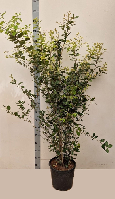 <h4>QUER ILEX</h4>