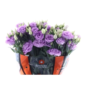 Eust Corelli Lavender Extra