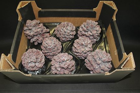 <h4>Pinea Wine Red Glitter</h4>