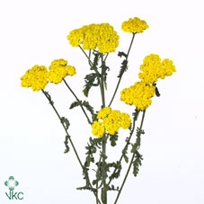 Achillea filip. 'Moonshine'