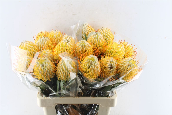 <h4>Leuco Co Goldie</h4>