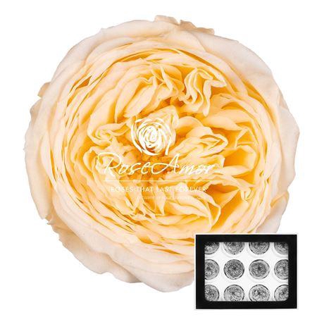 <h4>Amelia Cha99</h4>