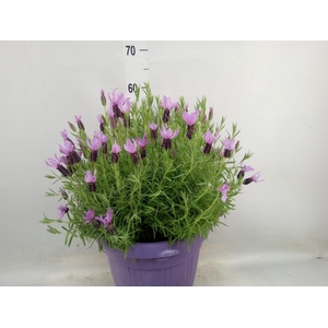 Lavandula stoec.