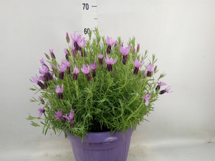 <h4>Lavandula stoec.</h4>