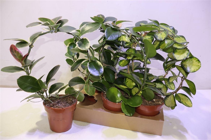 <h4>arr8 Hoya Gem Rondo</h4>