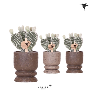 Kolibri Greens Opuntia white in Vintage pot brown