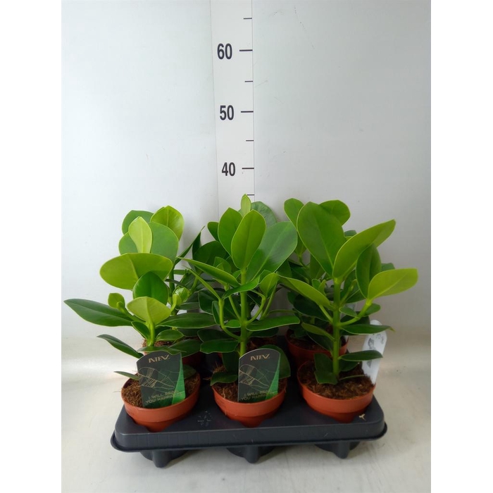 <h4>Clusia rosea 'Princess'</h4>