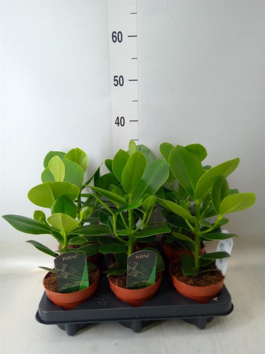 <h4>Clusia rosea 'Princess'</h4>