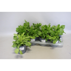 Kruiden I Rumex Acetosa (Veldzuring)