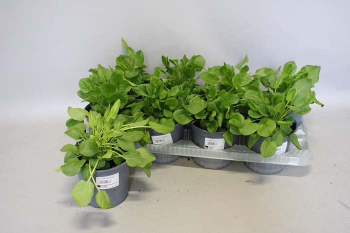 <h4>Kruiden I Rumex Acetosa (Veldzuring)</h4>