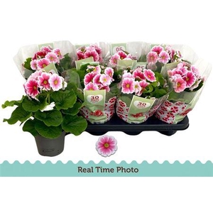 Prim Ob Tm Red White