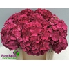 Hydrangea rodeo red