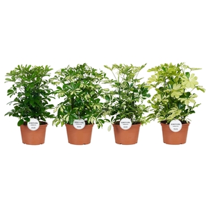 Schefflera Mix Toef
