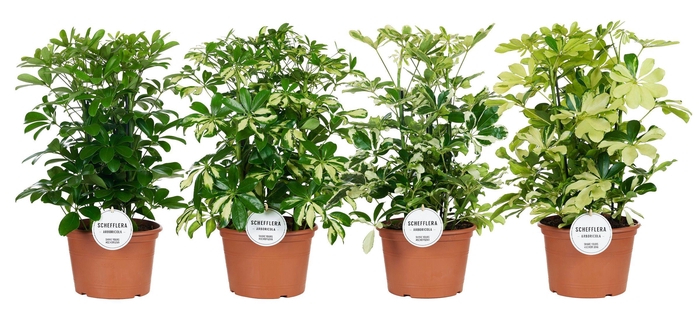 <h4>Schefflera Mix Toef</h4>