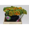 Ranunculus Pon Pon Merlino