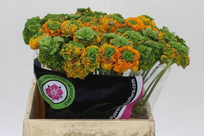 Ranunculus Pon Pon Merlino