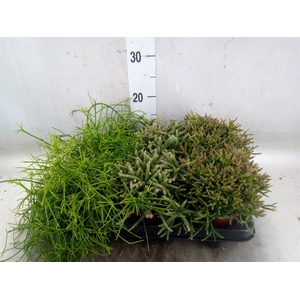 Rhipsalis   ...mix