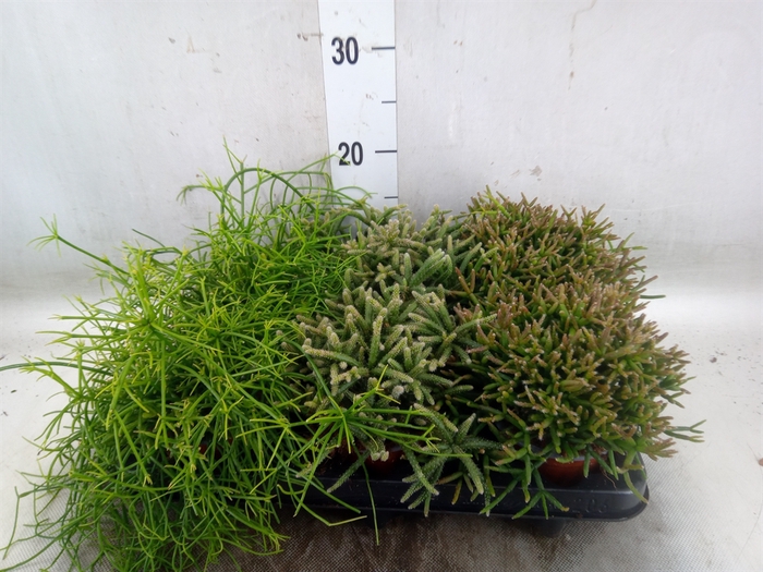 <h4>Rhipsalis   ...mix</h4>