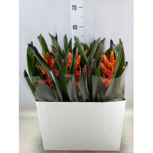 Aechmea  'Pepita Elegant Flames'