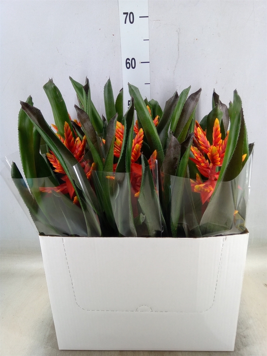 <h4>Aechmea  'Pepita Elegant Flames'</h4>