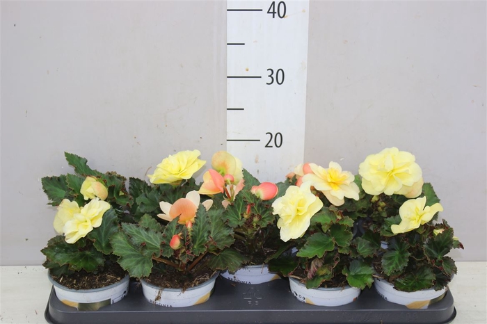 <h4>Begonia Fragrant Falls Lemon Geurend</h4>