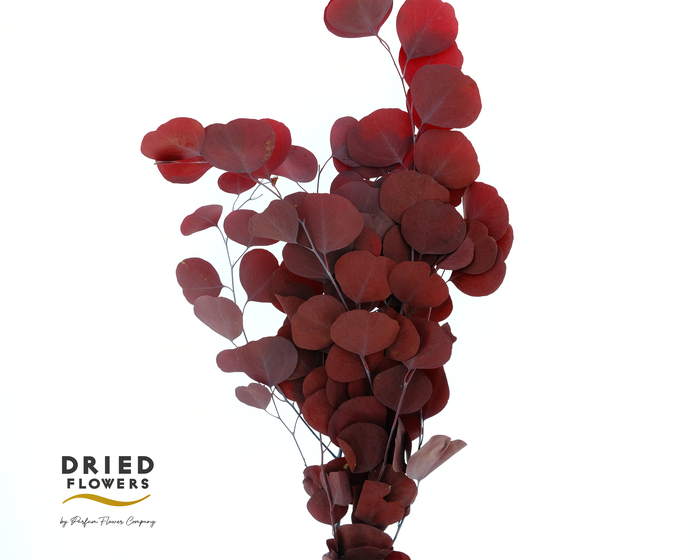 <h4>Dried Bleached Eucalyptus Populus Red</h4>