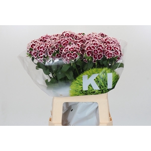 Dianthus Br Kiwi Maroon