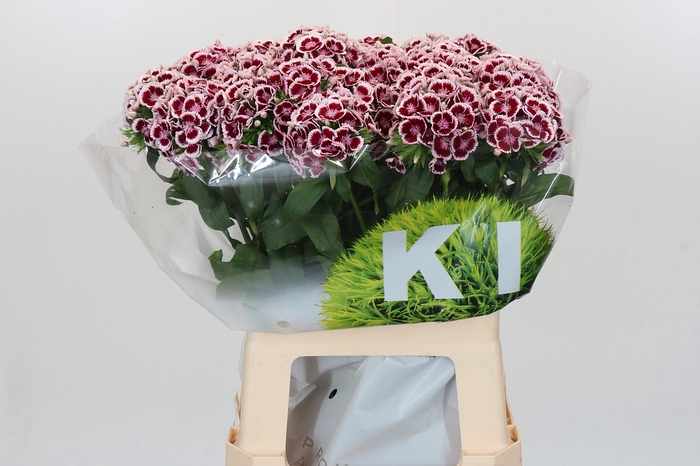 <h4>Dianthus Br Kiwi Maroon</h4>