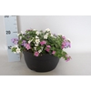 Schaal 26 Mix 13 Bacopa Trio