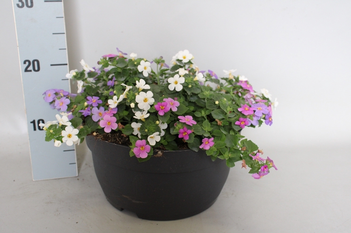 Schaal 26 Mix 13 Bacopa Trio