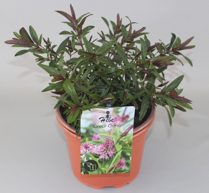 <h4>Hebe Great Orme C2</h4>