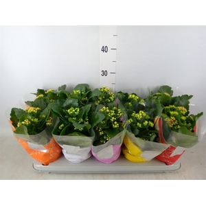 Kalanchoe blos. 'Perfecta'  ..mix 5