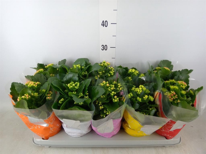 <h4>Kalanchoe blos. 'Perfecta'  ..mix 5</h4>