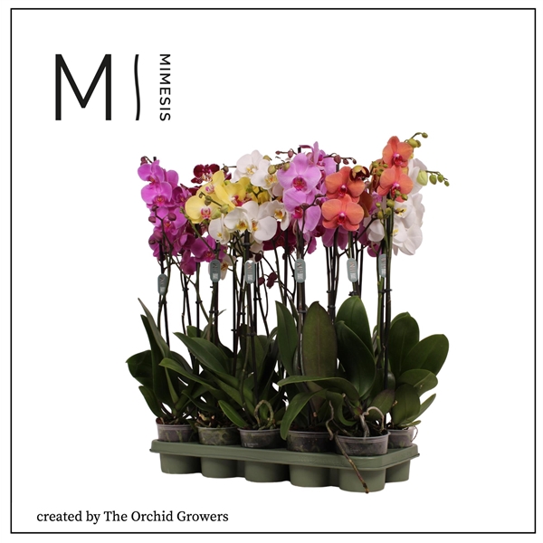 <h4>Mimesis Phal. Mix - 2 spike 12cm</h4>