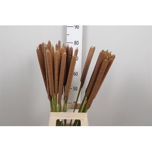 Typha Latifolia