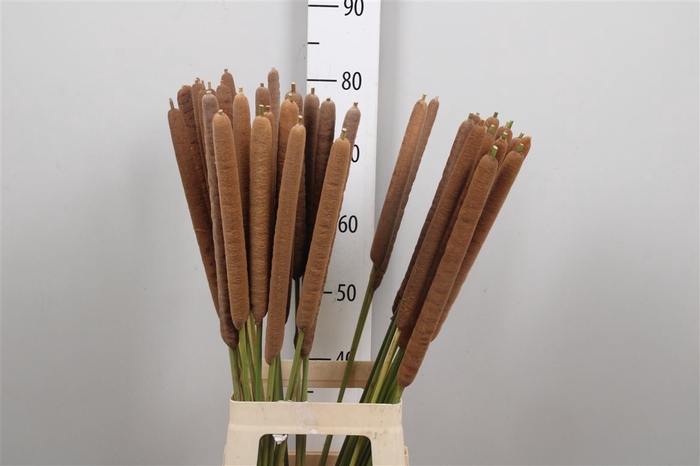 <h4>Typha Latifolia</h4>