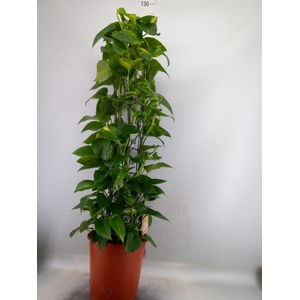 Epipremnum pinn. 'Aureum'
