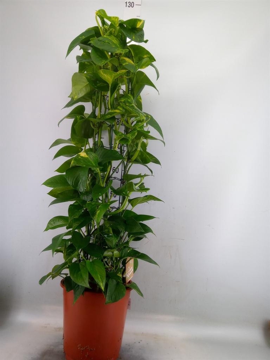<h4>Epipremnum pinn. 'Aureum'</h4>
